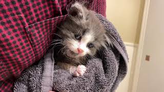 How to Safely Bathe A 5 Week Old Kitten (How To Give A Kitten A Bath)