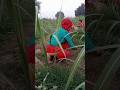 ओ छैला बाबू तू कल फिर आना #trending 🥰🥰 #shortvideo #viralvideo #kiran