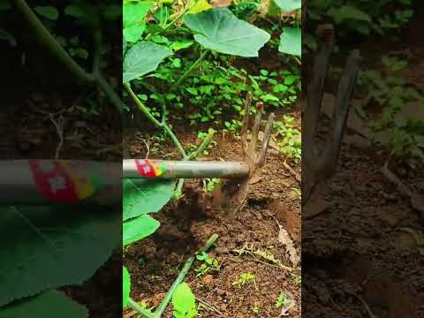 Vine Layering Propagating: Precision Stem Ground-Pinning and Earth Burying Technique 🌿⛏️✨