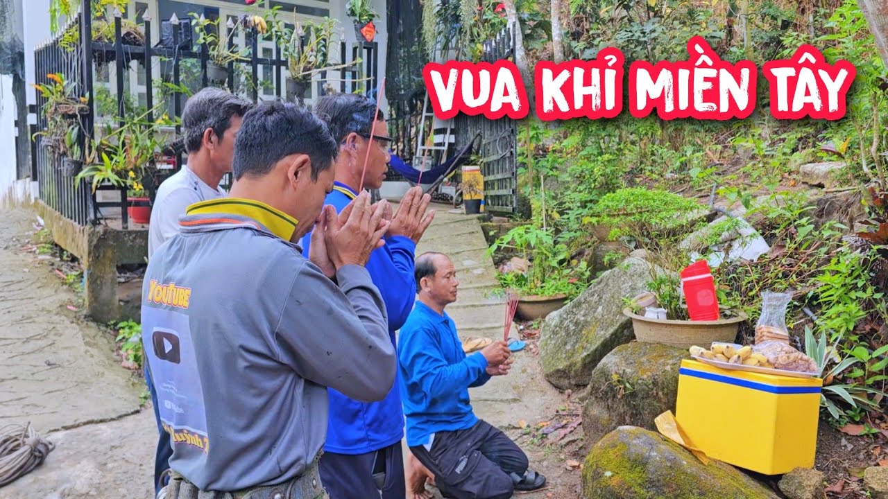 Vua khỉ cùng Đồng nghiệp lên núi Cô Tô, Tri Tôn, An Giang để cưa hạ 5 cây Sao lớn (1/2)...