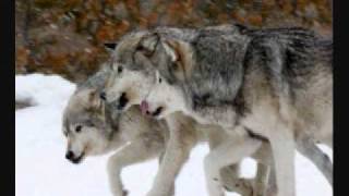 Wolf Slide Show