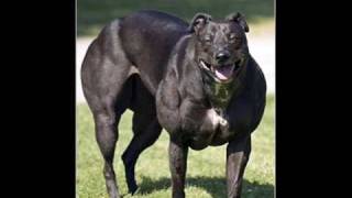 buff dogs