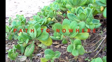 MDMP - Path To Nowhere [Official Video]