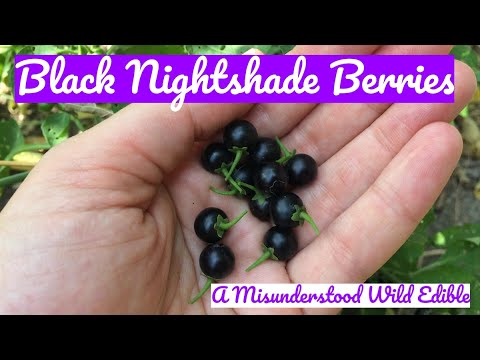 Video: Đêm buồn vui lẫn lộn. Nightshade (berry) - ảnh