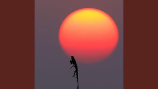 Floating Through Amber Air