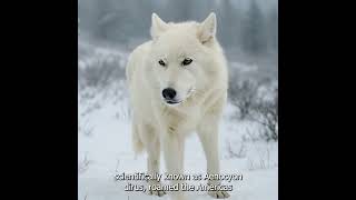 Dire Wolves Brought Back After 12,500 Years!