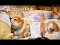 夜中に起きて、こっそりママのそばへ…🐶💤He quietly woke up in the middle of the night…and came closer to mom 🐶💤