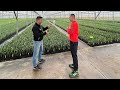 Agromillora Extremadura - rasadnik maslina i badema