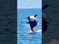 Insting Tinggi Dari Hewan Cerdas Orca