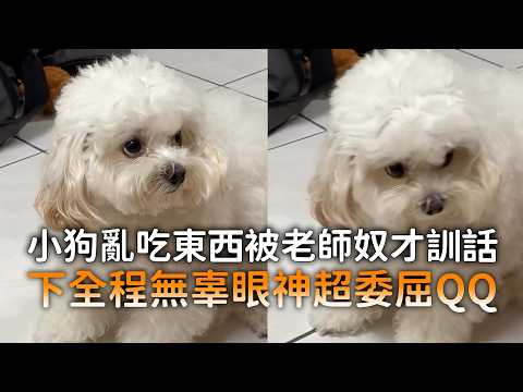 小狗亂吃東西被老師奴才訓話 全程無辜眼神超委屈QQ