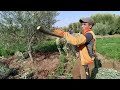تقليم اشجار الزيتون الحوزية