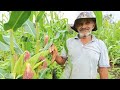 Muita chuva no stio aude sagrando vejam as nossas plantaes est tudo produzindo gratido