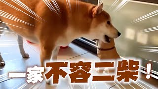 柴犬遇雕像版朋友！試探狂聞→ 突然開啃😂｜寵物｜狗狗｜精選影片