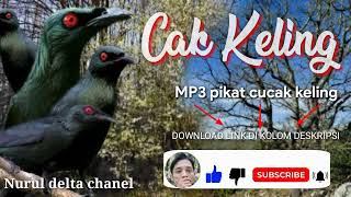 suara pikat cucak Keling/perling