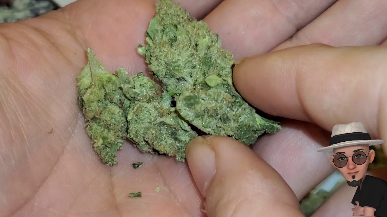 G-13 Weed Strain Review $140 OZ   , ( TV420 📺 )