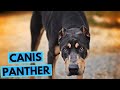 Canis Panther Dog Breed - TOP 10 Interesting Facts