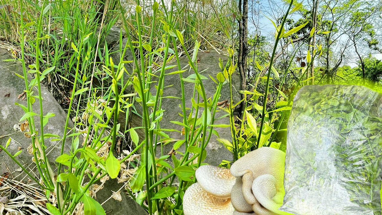 วันนี้เจอเห็ดบดกับผักหวานป่าแตกยอดงามๆ เก็บมันมืออีกแล้ว