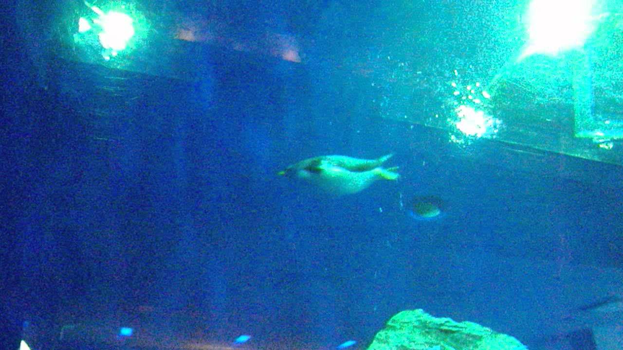 デジタルミュージアム｜島根県立しまね海洋館アクアス