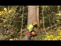 Práce v lese/ těžba dřeva/ work in forest/ MS462/ LKT 81 🌲