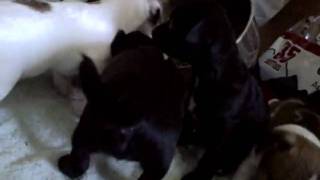 puppy feeding frenzy bonanza