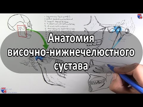Анатомия височно-нижнечелюстного сустава - meduniver.com