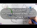 Анатомия височно-нижнечелюстного сустава - meduniver.com