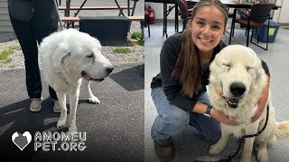 Cachorro idoso finge fraqueza, engana até o veterinário e consegue ser adotado mais rápido