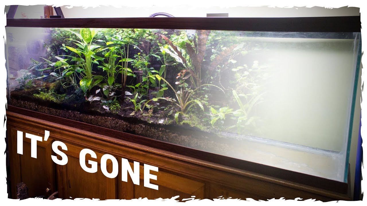 amphibians nedir Dismantling the 125 Gallon Vivarium