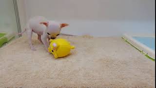 スムースコートチワワ　女の子　2020912生まれ