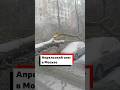 Мокрый снег привел к коллапсу в Москве