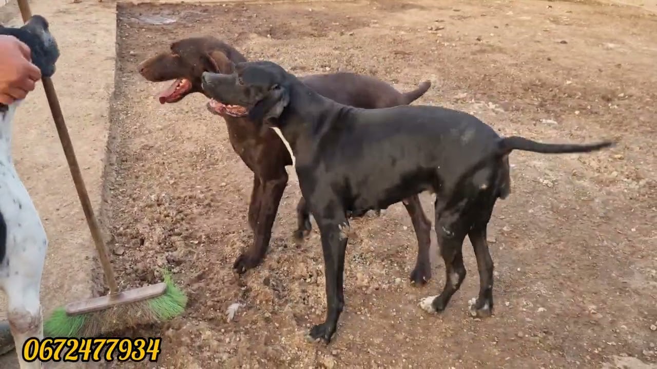 زيارة لمزرعة كلاب الصيد براك بونطير 16/2/2024