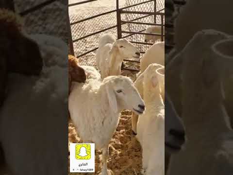 الحلقة 43 طريقة فحص الاغنام عن طفيليات الدم وتسكير الكرش بالبلاستك والشعر