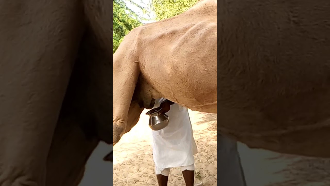 Female Camel Breeding milk 