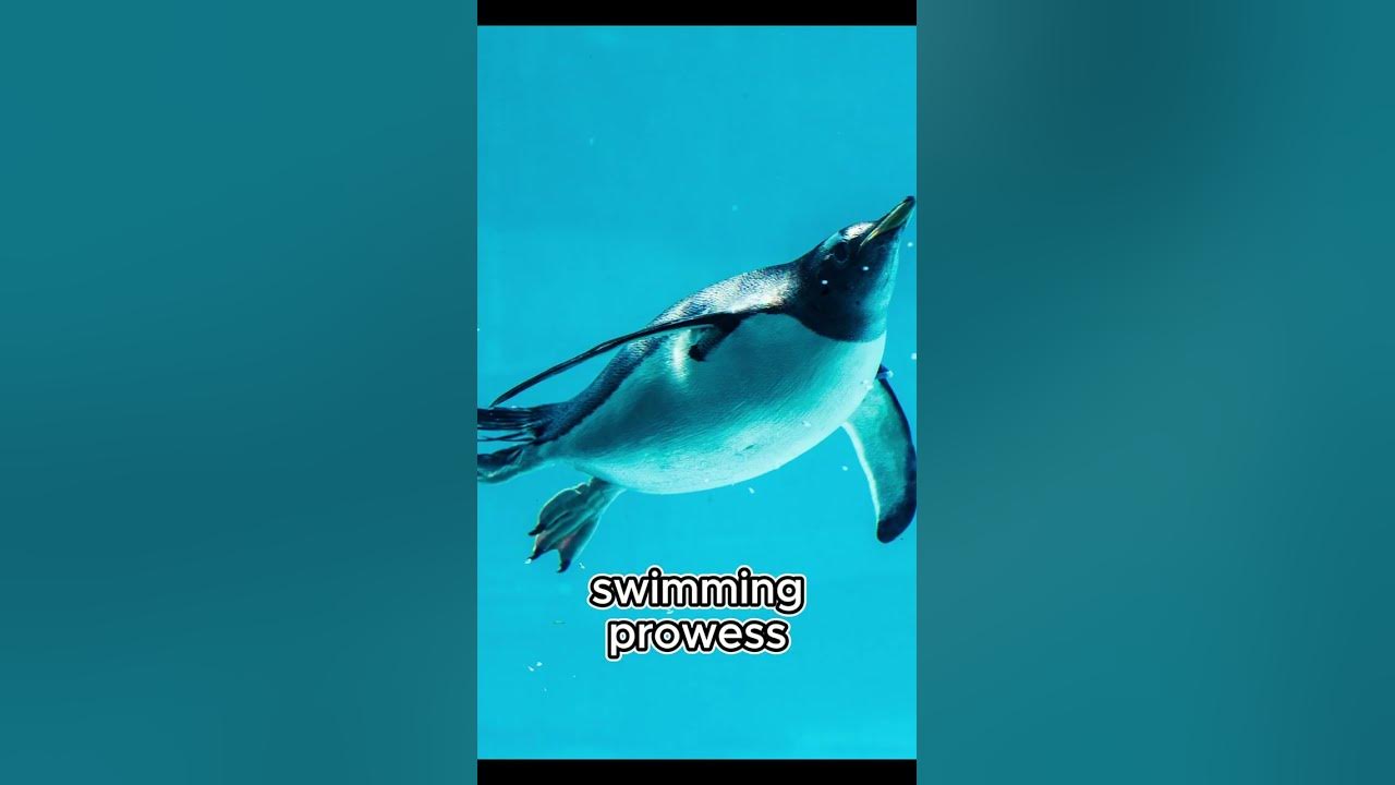 Crazy Facts About Penguins YouTube crazy-facts-about-penguins-youtube
