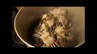 Tutorial cleaned Blue Crabs pre steamed and stored in freezer for later eating 😋 when ready