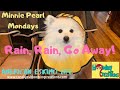 American Eskimo Dog Wears Raincoat