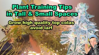 Plant Training Tips  For Tall Or Small Places for Higher Quality and Yields! Only Grow Top Colas!
