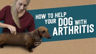 How to Help Your Dog With Arthritis