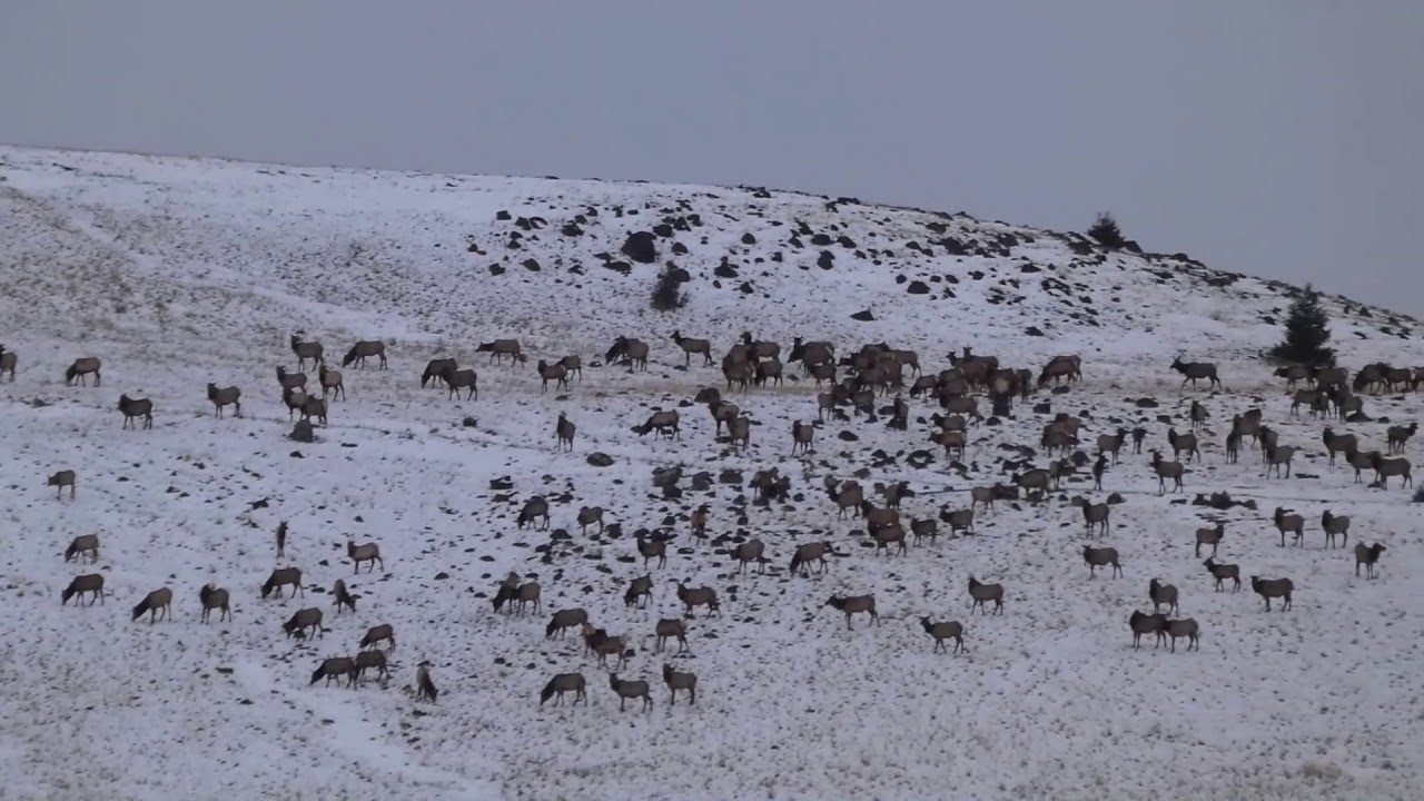 Huge Herd of Elk Graze on a Hill || ViralHog