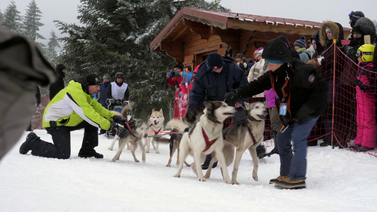 Course Chiens De Traineaux Lac Blanc