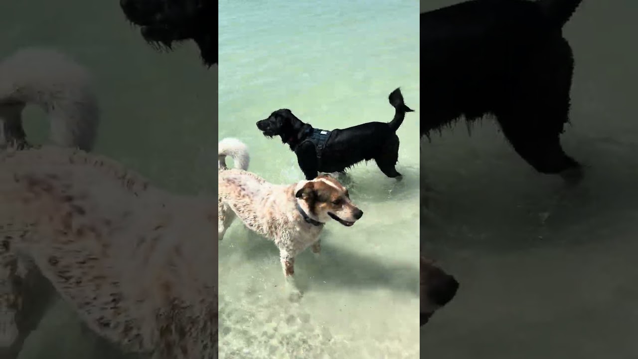 Ollie making friends at the dog beach! IN LOVE! #raeandollieunleashed #dogpark 