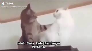 Jatuh pada pandangan per tama