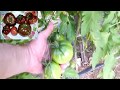 Что вырастает из китайских семян Китайские помидоры  What grows from Chinese seeds Chinese tomatoes