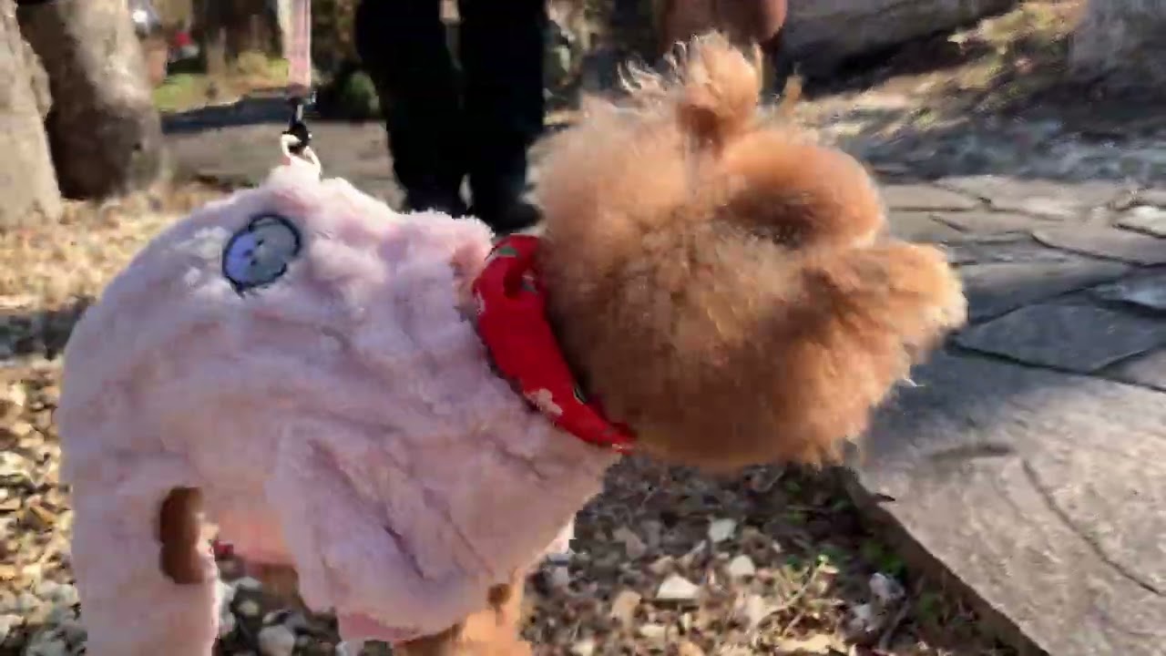 【Dog Walking!】おがせ池と冬の長浜