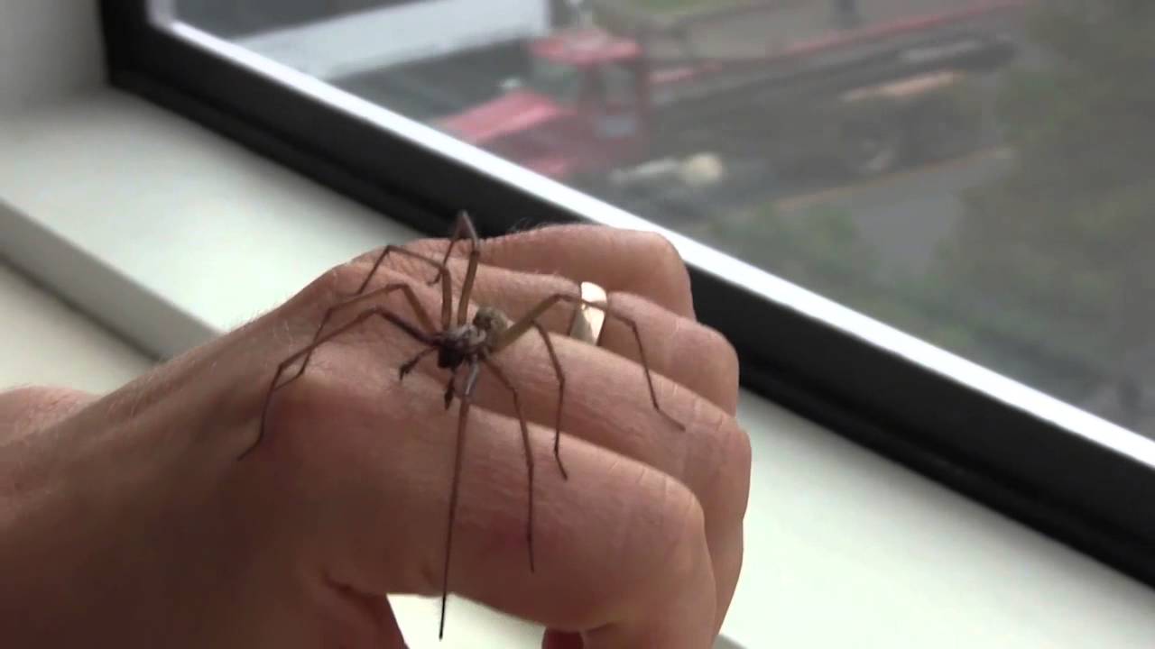 Spider Myths - YouTube