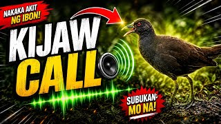 Plain Bush Hen(Kijaw/Kiyaw)|Tikling Calling Sound|Birds sound|100% effective 