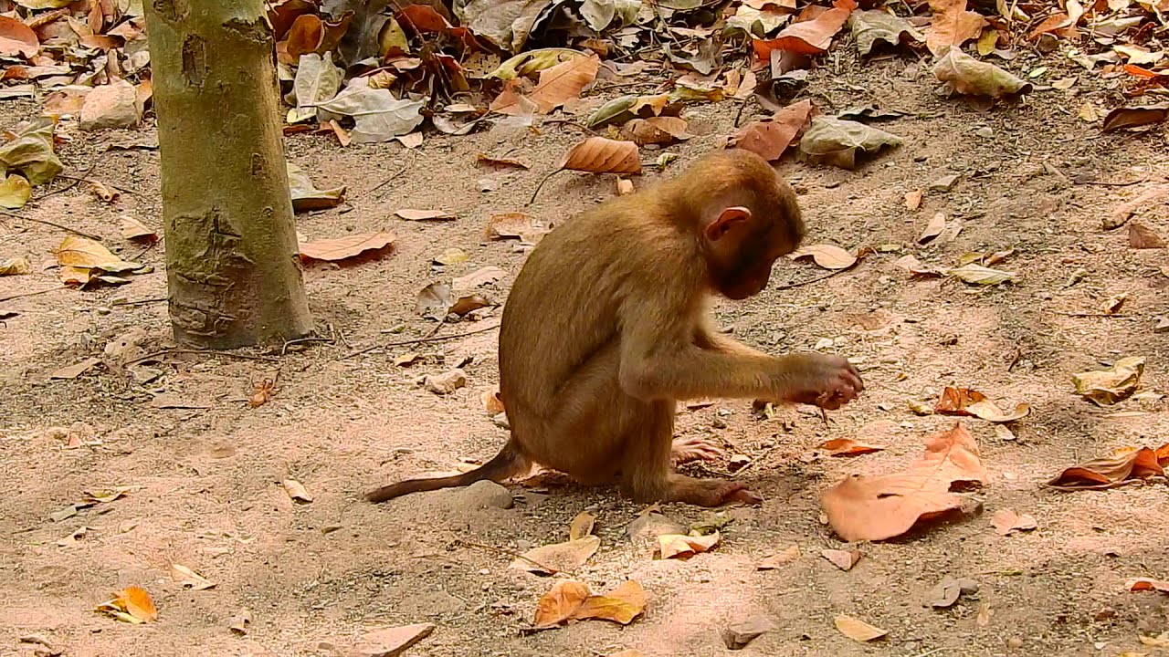 Abandon baby monkey Sok looks so lonely with dirty face playing alone