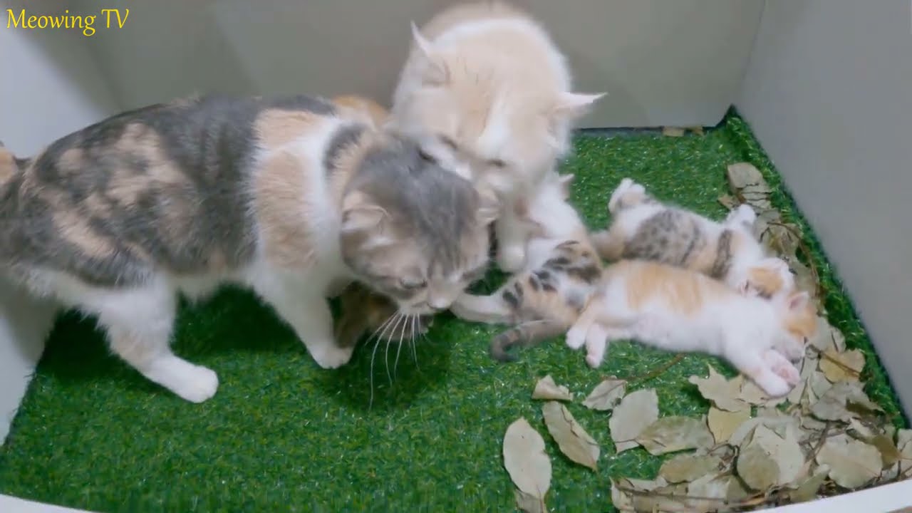 5 kittens receive the care of 2 mother cats.