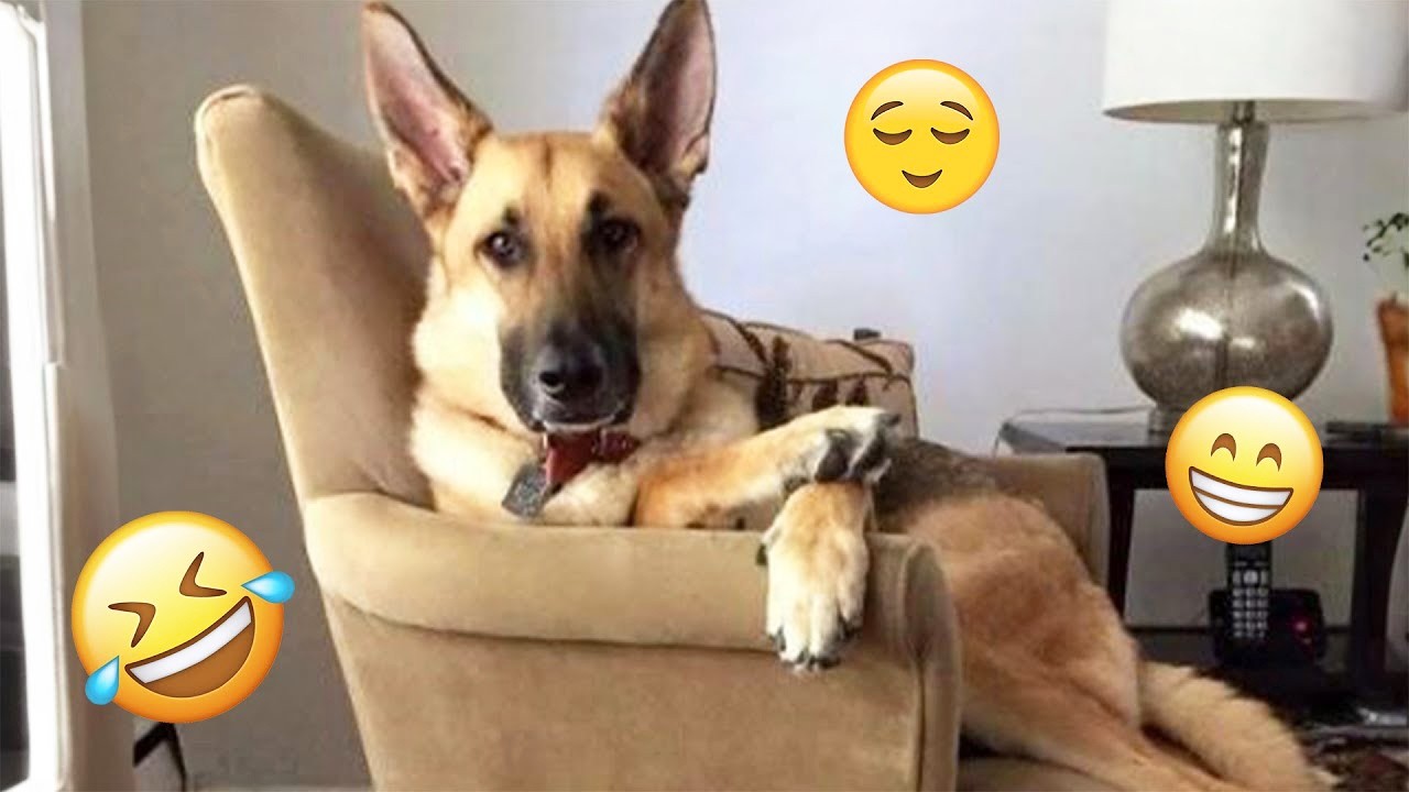 New FUNNY DOGS That Will Make You Die Laughing 🤣 Funny Animals Video 2026 #8