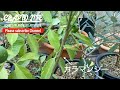 カラマンシー 挿し木やってみました。四季柑、四季橘とかいう柑橘系スーパーフードの苗を増やそうと思います。